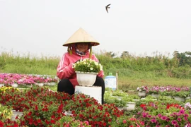 Nông dân tỉa bỏ những bông hoa nở sớm để cho ra lứa hoa mới trong dịp Tết. (Ảnh: Xuân Anh/TTXVN)