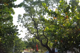 [Photo] Những mầm xanh tươi tốt trên huyện đảo Trường Sa