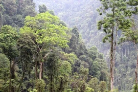 Gió nóng khô hoành hành, báo động cháy ở Vườn Quốc gia Hoàng Liên