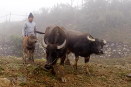 (Ảnh minh họa. Quốc Khánh/TTXVN)