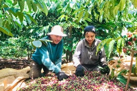 Thu hoạch càphê tại Gia Lai. (Ảnh: Hồng Điệp/TTXVN)
