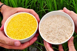 Philippines đi đầu trong sản xuất thương mại gạo vàng biến đổi gene