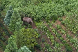Ảnh minh họa. (Nguồn: Xinhua)