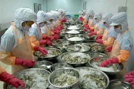 Chế biến tôm đông lạnh xuất khẩu. (Ảnh: TTXVN)