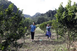 Vợ chồng anh Lù Seo Khờ ở xã Tả Ngài Chồ chăm sóc vườn cam từ vốn vay chính sách. (Ảnh: Vietnam+)
