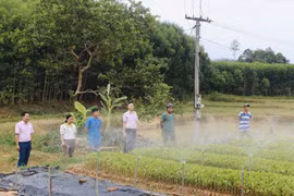 Người nghèo ở Tân Kỳ vay vốn chính sách ươm cây giống lâm nghiệp. (Ảnh: Vietnam+)