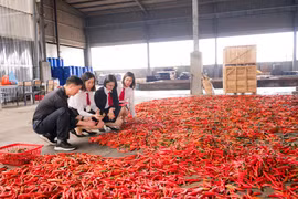Nguồn vốn Agribank tích cực hỗ trợ phát triển kinh tế nông nghiệp, nông thôn. (Ảnh: Vietnam+)