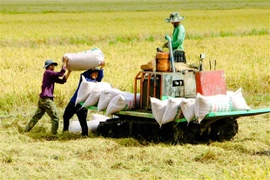 Thu hoạch lúa ở quận Ô Môn, thành phố Cần Thơ. (Ảnh: Thanh Liêm/TTXVN)