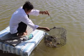 Nông dân Cà Mau thu hoạch cua nuôi trong vuông để xuất biển. (Ảnh: Huỳnh Thế Anh/TTXVN)