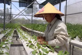 Phát triển nông nghiệp công nghệ cao trong xây dựng nông thôn mới. (Ảnh: Thanh Thương/TTXVN)