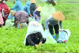 Thu hoạch rau gửi đến người dân vùng tâm dịch. (Ảnh: Đinh Văn Nhiều/TTXVN)