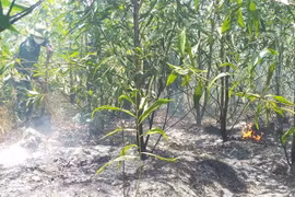 Khu vực cháy xảy ra tại rừng tràm và rười ven biển. (Ảnh: TTXVN phát)