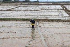 Nông dân gieo sạ lúa vụ Đông Xuân 2020-2021. (Ảnh: Nguyên Lý/TTXVN)