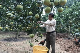 Thu hoạch bưởi Diễn. (Ảnh: Nguyễn Thảo/TTXVN)