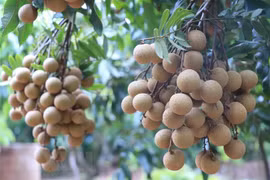Nhãn trồng theo tiêu chuẩn Vietgap. (Ảnh: Đinh Tuấn/TTXVN)