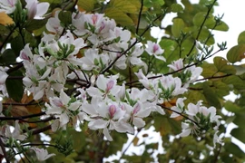 Có nhiều loại hoa ban, với nhiều màu sắc, nhưng phổ biến và nhiều nhất vẫn là hoa ban trắng. (Ảnh: Hữu Quyết/TTXVN)