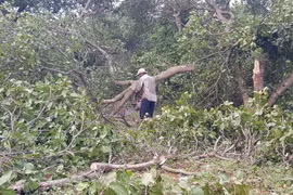 Người dân xã Tân Phước, huyện Đồng Phú thu dọn vườn cây bị gãy đổ. (Ảnh: Đậu Tất Thành/TTXVN)