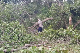 Người dân xã Tân Phước, huyện Đồng Phú thu dọn vườn cây bị gãy đổ. (Ảnh: Đậu Tất Thành/TTXVN)