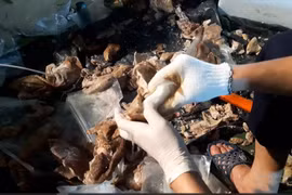 Nhóm đối tượng giấu ma tuý trong dạ dày lợn. (Nguồn: C04-Bộ Công an)