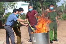 Tiêu hủy 14kg củ và lá giống sâm Ngọc Linh Kon Tum. (Ảnh: Cao Nguyên/TTXVN)