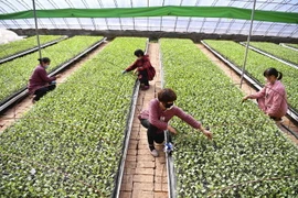 Trồng rau xanh trong nhà kính ở Bạc Châu, tỉnh An Huy, Trung Quốc ngày 11/2/2020. (Ảnh: THX/TTXVN)