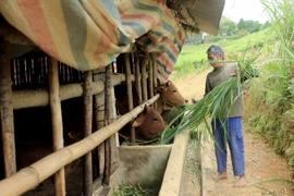 Người dân chăm sóc gia súc. (Ảnh: Quang Cường/TTXVN)