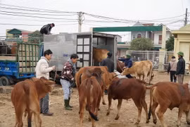 Phiên chợ được bắt đầu từ 4 giờ sáng. (Ảnh: Bích Huệ/TTXVN)