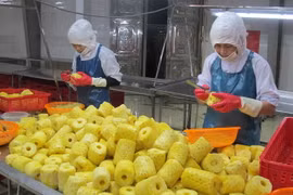 Chế biến dứa tại Công ty cổ phần Thực phẩm xuất khẩu Đồng Giao, thành phố Tam Điệp, Ninh Bình. (Ảnh: Thùy Dung/TTXVN)