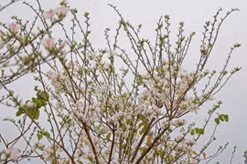 Hoa ban bắt đầu nở rộ ở khu vực Quảng trường Tây Bắc, thành phố Sơn La. (Ảnh: Hữu Quyết/TTXVN)