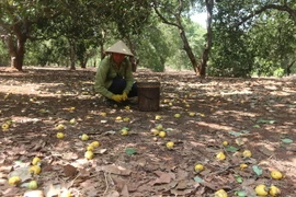 Ông Quách Văn Nhách, thôn Tân Bình, xã Bàu Chinh, huyện Châu Đức, tỉnh Bà Rịa-Vũng Tàu, thu hoạch hạt điều. (Ảnh: Hoàng Nhị/TTXVN)