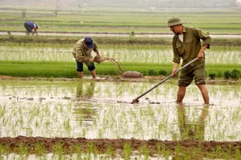 Người dân sản xuất vụ Đông Xuân. (Ảnh: Trung Kiên/TTXVN)