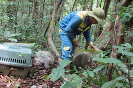 Trung tâm Cứu hộ, Bảo tồn và Phát triển sinh vật thuộc Vườn Quốc gia Bù Gia Mập thả các cá thể động vật quý hiếm về rừng tự nhiên. (Ảnh: TTXVN phát)