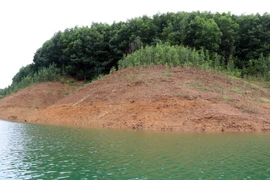 Cây tràm úc được trồng ở vùng bán ngập ven chân các đảo nhỏ tại hồ Thủy điện Bình Điền. (Ảnh: Đỗ Trưởng/TTXVN)