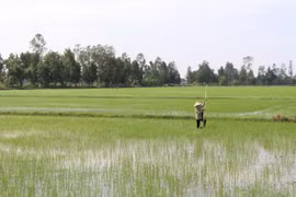 Nông dân cấy bổ sung lúa Đông Xuân 2020-2021. (Ảnh: Hồng Thái/TTXVN)