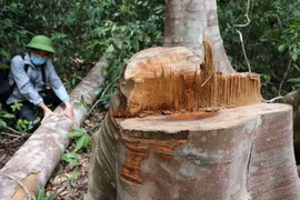 Lâm tặc cưa hạ những cây to trong rừng để khai thác lâm sản. (Ảnh: Phạm Cường/TTXVN)