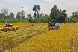 Thu hoạch lúa Hè Thu sớm. (Ảnh: Duy Khương/TTXVN)