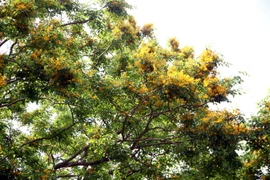 Hoa sưa ở thành phố Tam Kỳ. (Ảnh: Phước Tuệ/TTXVN)