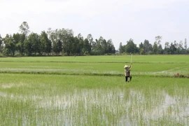 Nông dân cấy bổ sung lúa Đông Xuân 2020-2021. (Ảnh: Hồng Thái/TTXVN)