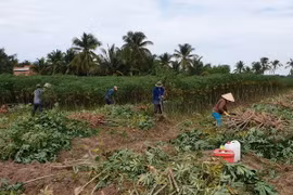 Nông dân thu hoạch sắn. (Nguồn: baotayninh)