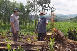 Ông Trần Hữu Thế, Chủ tịch UBND tỉnh Phú Yên (ngoài cùng bên trái) kiểm tra hiện trường phá rừng. (Ảnh: Xuân Triệu/TTXVN)