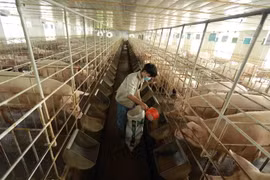 Trang trại chăn nuôi lợn của gia đình chị Lê Thị Ngân ở xã Phú Châu, huyện Ba Vì, thành phố Hà Nội, có có 300 lợn nái đang cho sinh sản và luôn duy trì hơn 600 lợn thịt. (Ảnh: Vũ Sinh/TTXVN)