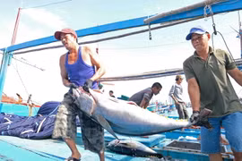 Chuyển cá ngừ đại dương lên bờ sau khi tàu cập Cảng Hòn Rớ, thành phố Nha Trang, để đưa đi tiêu thụ. (Ảnh: Nguyễn Dũng/TTXVN)
