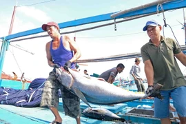 Chuyển cá ngừ đại dương lên bờ sau khi tàu cập Cảng Hòn Rớ, thành phố Nha Trang, để đưa đi tiêu thụ. (Ảnh: Nguyễn Dũng/TTXVN)