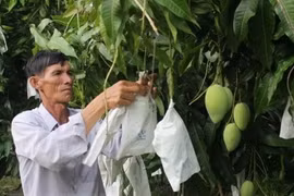 Nông dân chăm sóc xoài Cao Lãnh (Ảnh: TTXVN phát)