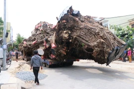 Di chuyển cây đa 200 tuổi về núi Thiên Bút. (Ảnh: Sỹ Thắng/TTXVN)