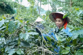 Nông dân chăm sóc vườn cây càphê. (Ảnh: Xuân Tư/TTXVN)