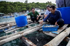 Ông Trần Văn Tân tại ấp Bãi Ngự, xã đảo Thổ Châu cho cá bớp ăn. (Ảnh: Hồng Đạt/TTXVN)