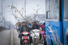 Không khí ngày Tết thêm vui tươi khi đâu đó trên phố thỉnh thoảng xuất hiện những cảnh đào tết với những nụ cười rạng rỡ. (Ảnh: Trọng Đạt/TTXVN)