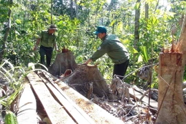 Cây rừng bị đốn chặt được lâm tặc xẻ thành ván để vận chuyển ra ngoài rừng. (Ảnh: Xuân Triệu/TTXVN) 
