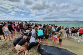 Người dân và lực lượng cứu hộ giải cứu cá voi hoa tiêu vây ngắn mắc kẹt trên bờ biển Matarangi Spit thuộc Bán đảo Coromandel trên đảo North Island, New Zealand, ngày 4/1/2020. (Nguồn: New Zealand Herald/TTXVN)